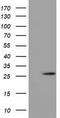 OTU Deubiquitinase, Ubiquitin Aldehyde Binding 2 antibody, TA501945, Origene, Western Blot image 