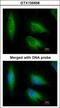 Eukaryotic translation elongation factor 1 epsilon-1 antibody, GTX105658, GeneTex, Immunofluorescence image 
