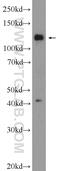 Fibronectin Type III Domain Containing 3A antibody, 25240-1-AP, Proteintech Group, Western Blot image 