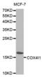 Cytochrome C Oxidase Subunit 4I1 antibody, abx001169, Abbexa, Western Blot image 