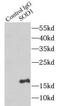 Superoxide Dismutase 1 antibody, FNab08103, FineTest, Immunoprecipitation image 