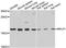 Ribosomal Protein Lateral Stalk Subunit P1 antibody, A6725, ABclonal Technology, Western Blot image 