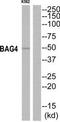 BAG family molecular chaperone regulator 4 antibody, TA312929, Origene, Western Blot image 