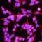 Folate receptor alpha antibody, MA5-23917, Invitrogen Antibodies, Immunocytochemistry image 