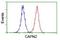 Calpain 2 antibody, NBP2-01814, Novus Biologicals, Flow Cytometry image 