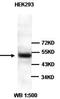 Dug antibody, orb77098, Biorbyt, Western Blot image 