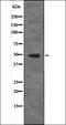 RAD23 Homolog A, Nucleotide Excision Repair Protein antibody, orb335975, Biorbyt, Western Blot image 