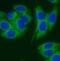 Glycogen Synthase Kinase 3 Beta antibody, FNab10504, FineTest, Immunofluorescence image 