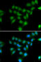 POU domain class 2-associating factor 1 antibody, STJ28779, St John