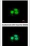 Musashi RNA Binding Protein 1 antibody, PA5-27449, Invitrogen Antibodies, Immunofluorescence image 