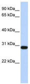 Bisphosphoglycerate mutase antibody, TA344413, Origene, Western Blot image 