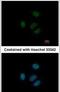 Ribosomal Protein S15 antibody, PA5-27546, Invitrogen Antibodies, Immunofluorescence image 