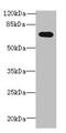 Guanylate Binding Protein 5 antibody, CSB-PA847203LA01HU, Cusabio, Western Blot image 