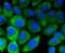 DNA Methyltransferase 3 Alpha antibody, 13-832, ProSci, Immunofluorescence image 