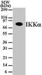 Inhibitor of nuclear factor kappa-B kinase subunit alpha antibody, TA336452, Origene, Western Blot image 