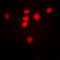 CREB Binding Protein antibody, LS-C355975, Lifespan Biosciences, Immunofluorescence image 