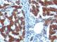 Retinol Binding Protein 4 antibody, V7143IHC-7ML, NSJ Bioreagents, Immunohistochemistry paraffin image 