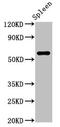 RNA Binding Motif Protein, Y-Linked, Family 1, Member A1 antibody, CSB-PA319143LA01HU, Cusabio, Western Blot image 