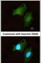 Disco Interacting Protein 2 Homolog B antibody, PA5-22089, Invitrogen Antibodies, Immunofluorescence image 