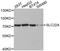 Solute Carrier Family 22 Member 8 antibody, LS-C335295, Lifespan Biosciences, Western Blot image 