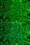 Kelch Repeat And BTB Domain Containing 7 antibody, LS-C349109, Lifespan Biosciences, Immunofluorescence image 