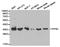 Serine/threonine-protein phosphatase 4 catalytic subunit antibody, LS-C192872, Lifespan Biosciences, Western Blot image 