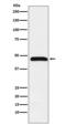 Caspase 1 antibody, M00048-2, Boster Biological Technology, Western Blot image 