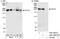 Kinesin Family Member 1B antibody, A301-055A, Bethyl Labs, Immunoprecipitation image 