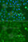 SSX Family Member 5 antibody, A7732, ABclonal Technology, Immunofluorescence image 