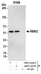 RNA Binding Motif Protein 22 antibody, NBP2-22275, Novus Biologicals, Immunoprecipitation image 