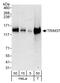 Tripartite Motif Containing 37 antibody, A301-174A, Bethyl Labs, Western Blot image 