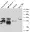 Cathepsin B antibody, FNab10389, FineTest, Western Blot image 