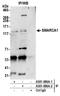 SWI/SNF Related, Matrix Associated, Actin Dependent Regulator Of Chromatin, Subfamily A, Member 1 antibody, A301-086A, Bethyl Labs, Immunoprecipitation image 