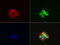 Zinc Finger And SCAN Domain Containing 18 antibody, LS-C796765, Lifespan Biosciences, Immunofluorescence image 
