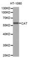 Catalase antibody, abx001173, Abbexa, Western Blot image 