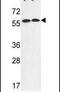FA Complementation Group C antibody, PA5-26530, Invitrogen Antibodies, Western Blot image 