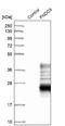 Fibronectin Type III Domain Containing 9 antibody, NBP1-86771, Novus Biologicals, Western Blot image 