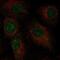 Chromosome 2 Open Reading Frame 42 antibody, NBP2-58034, Novus Biologicals, Immunofluorescence image 