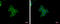 SET and MYND domain-containing protein 3 antibody, GTX121945, GeneTex, Immunofluorescence image 