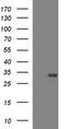 HscB Mitochondrial Iron-Sulfur Cluster Cochaperone antibody, LS-C338452, Lifespan Biosciences, Western Blot image 