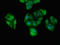 DEAD-Box Helicase 4 antibody, LS-C677659, Lifespan Biosciences, Immunofluorescence image 