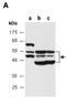 X-Ray Repair Cross Complementing 4 antibody, orb107118, Biorbyt, Western Blot image 