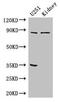 Ribosomal Protein S6 Kinase A4 antibody, CSB-PA020467LA01HU, Cusabio, Western Blot image 