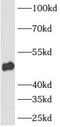 ATPase H+ Transporting Accessory Protein 1 antibody, FNab00713, FineTest, Western Blot image 