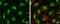 DNA-binding protein inhibitor ID-1 antibody, GTX133738, GeneTex, Immunofluorescence image 