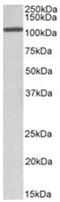 CCAAT Enhancer Binding Protein Zeta antibody, AP32065PU-N, Origene, Western Blot image 