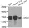 NGFI-A Binding Protein 2 antibody, A5827, ABclonal Technology, Western Blot image 