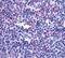 Leukotriene B4 Receptor 2 antibody, PA5-33912, Invitrogen Antibodies, Immunohistochemistry frozen image 