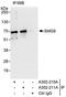 SMG9 Nonsense Mediated MRNA Decay Factor antibody, A302-211A, Bethyl Labs, Immunoprecipitation image 