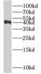 R-Spondin 3 antibody, FNab07512, FineTest, Western Blot image 